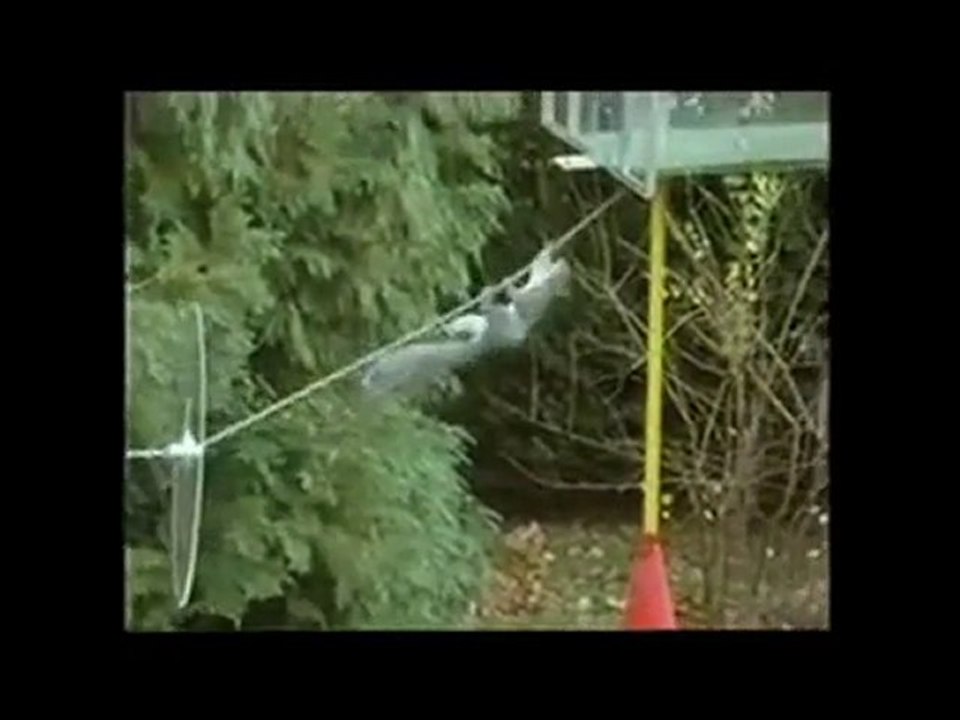 Smart Squirrel Video