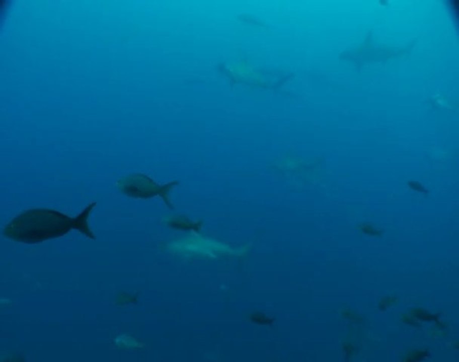 requin marteau