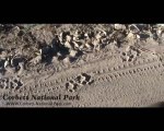 Fresh Tiger Pugmarks at Jim Corbett National Park