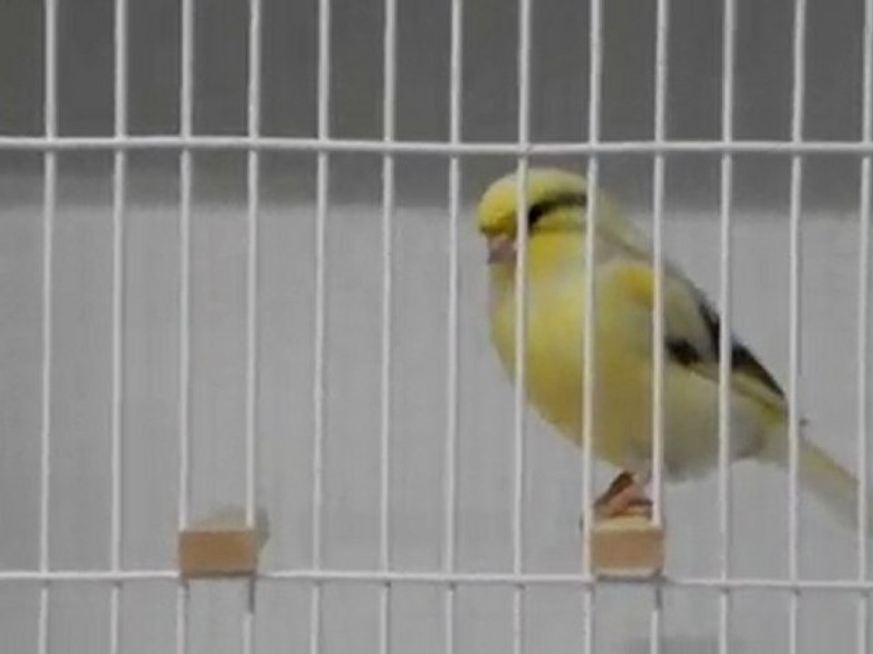 İrfan's Glosters - www.irfansglosters.com - 45-165-10-014