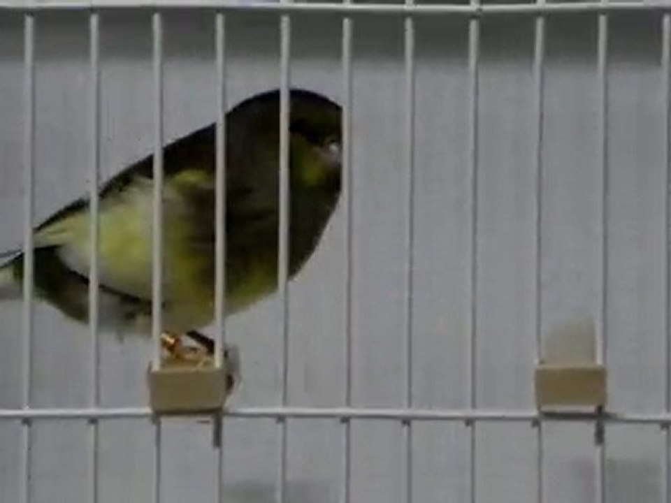 İrfan's Glosters - www.irfansglosters.com - 45-165-10-031