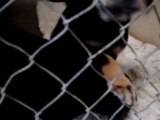 Hornell Animal Shelter #3 - happy puppies