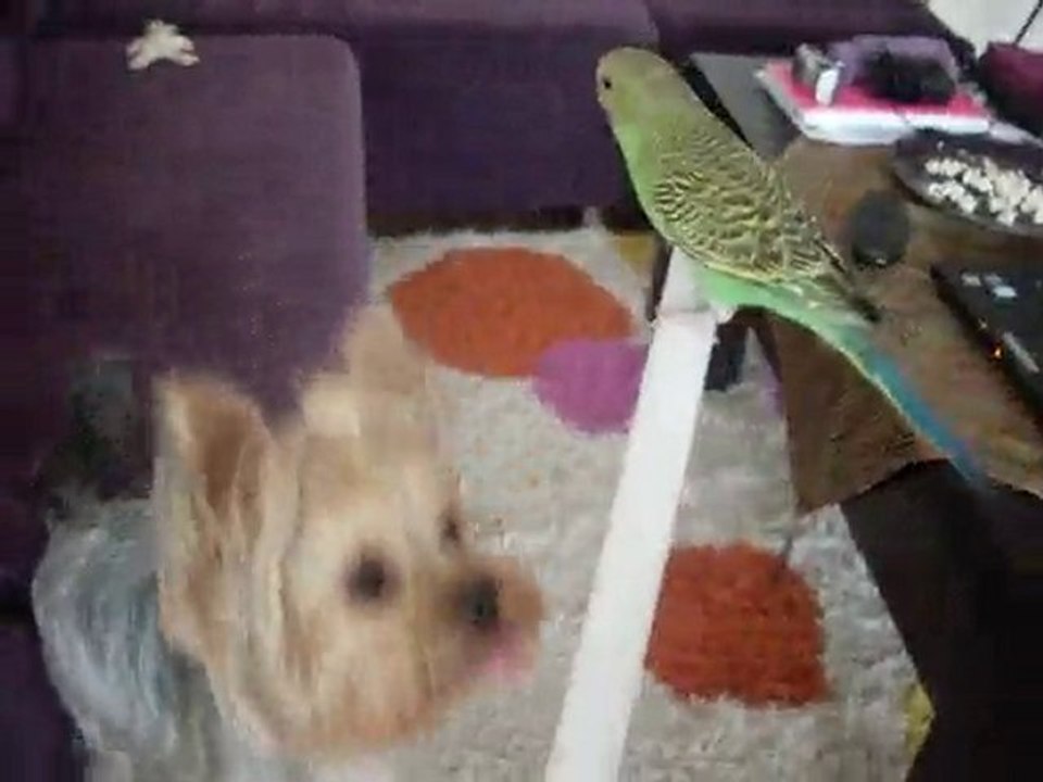 yorkshire terrier Allah muhabbete bakın :) (Kitty&Oğluş)