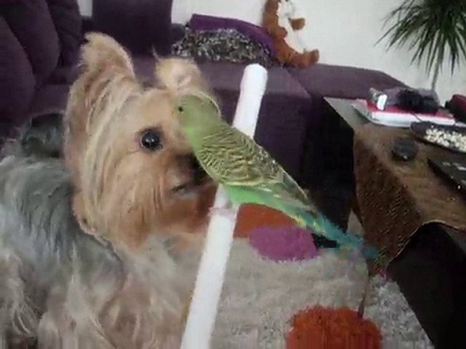 yorkshire terrier evcilsever :)) (kitty&oğluş)