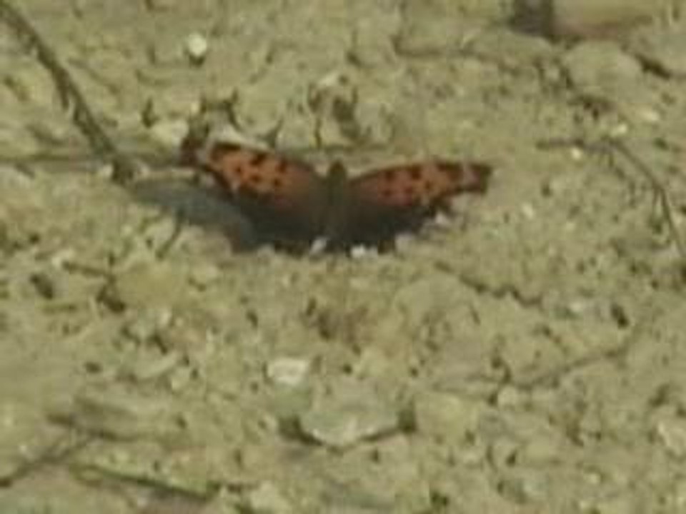 Butterfly