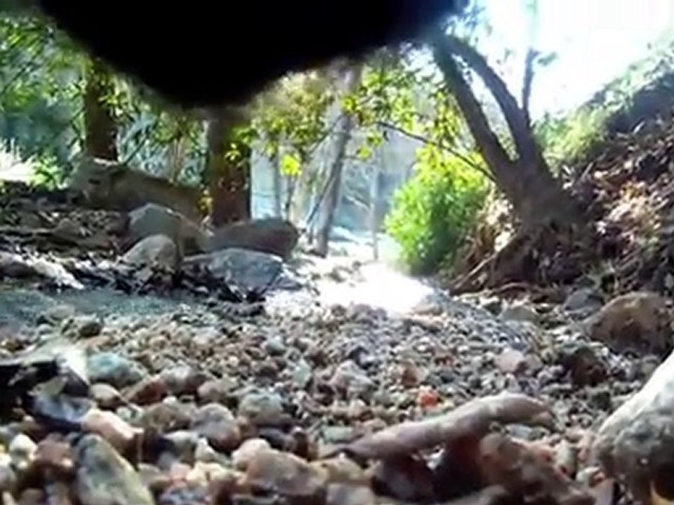 Vidéo d'une journée d'un chat