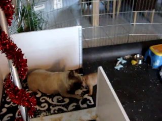 Fiona et son enthousiasme, Favon, Ferguson 6 semaines