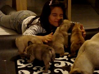 Thaïs et les chiots 6 semaines