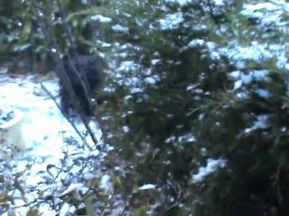 Barbets en Bresse sous la neige!