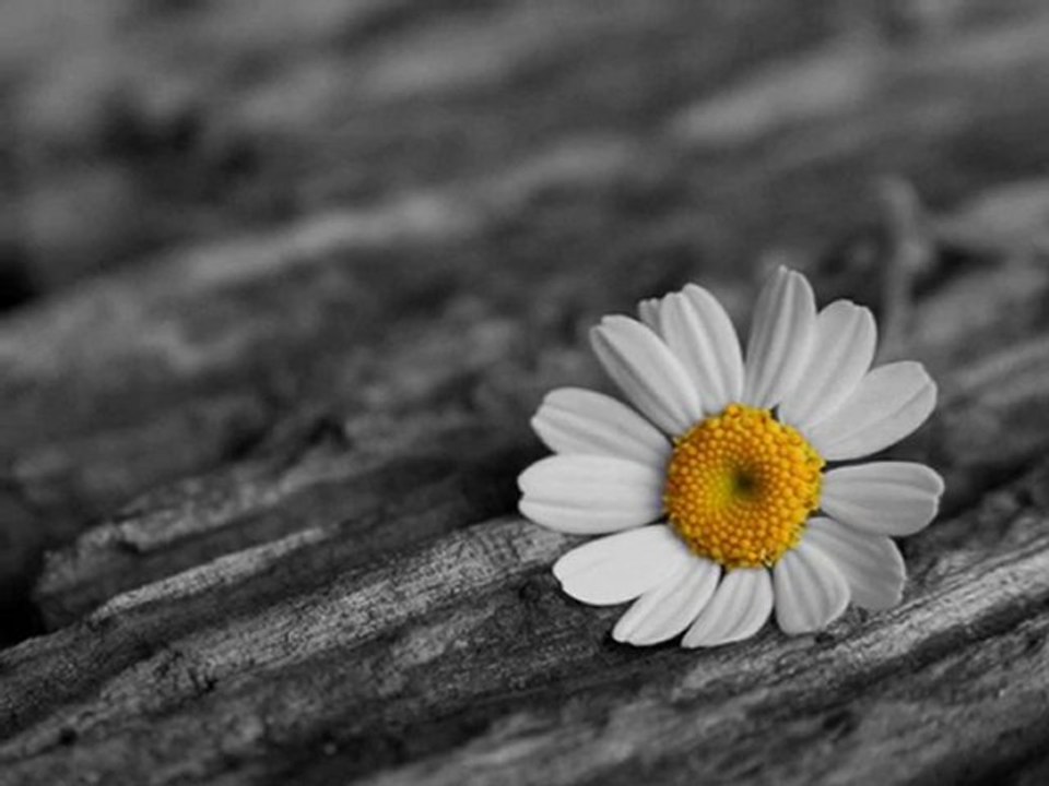 12.mektup Ümit Yaşar OĞUZCAN...