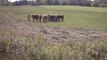 Herd of cows in field, upstate New York