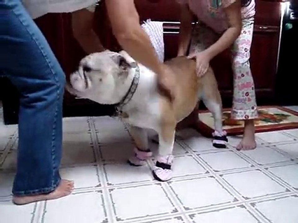 English shop bulldog booties