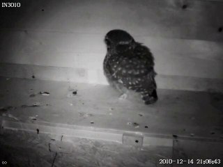 Steinkauz frißt Küken