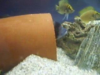 Tanganyika akvaryumları