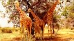 Amazing Pictures of Giraffes [Amazing Picture of Giraffe]
