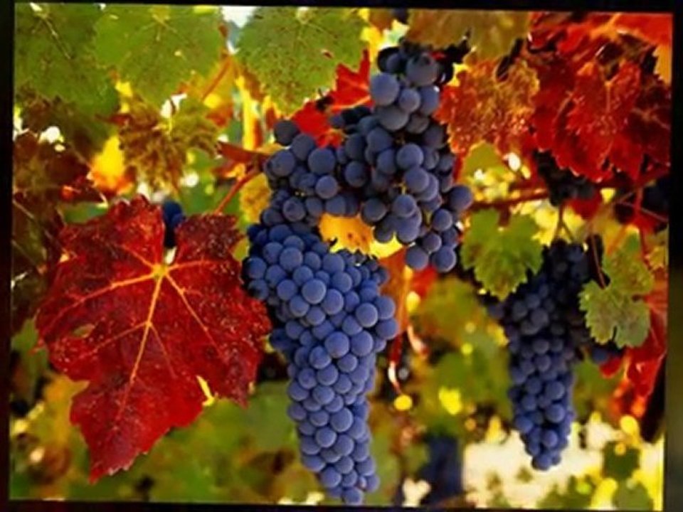 Livermore Wine Tours | Livermore Wine Tasting | Limo Tours