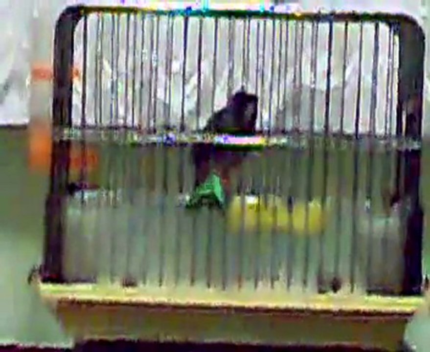 2010.bülbüllü.yavru000