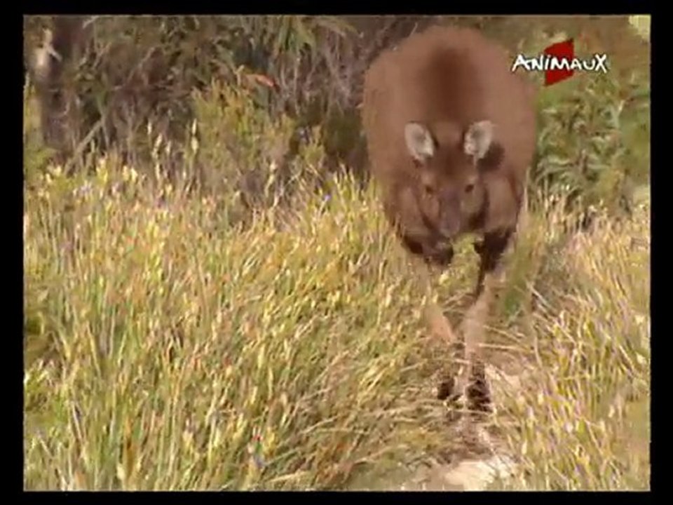 ANIMAUX(101121_0613)