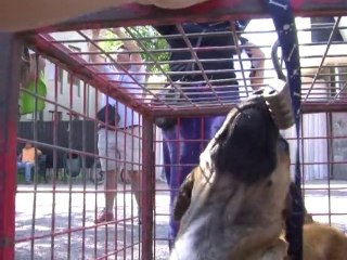 Le Chili tente de maîtriser ses chiens errants