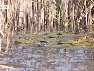 Turkey: Preserving wetlands in Turkey | Global 3000
