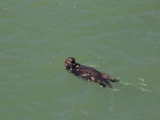 Sea Otter Having a Great Time