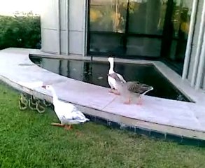 Zonamerica -  Checking out the little geese by the @3