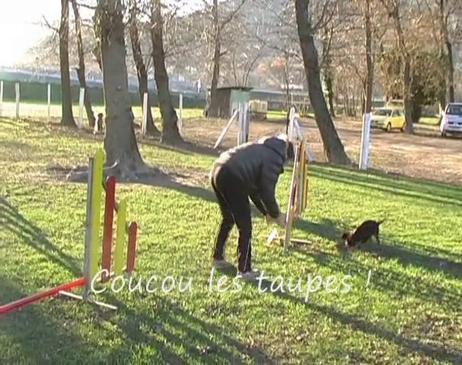 Flamme 5 mois et demi agility