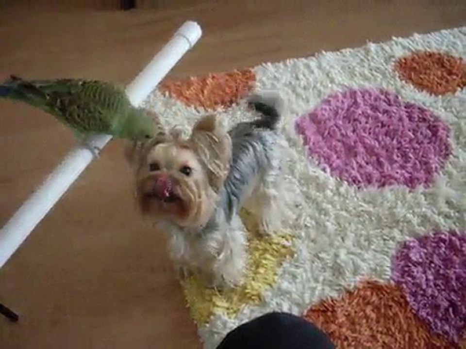 yorkshire terrier kuşu öpüyor :)) (Kitty&Oğluş)