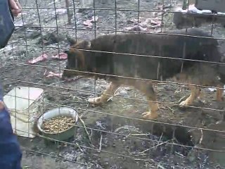 TOMMI CHIEN DE LENUTA