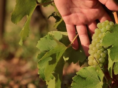 Vignoble de Sancerre, dimanche à l'aube