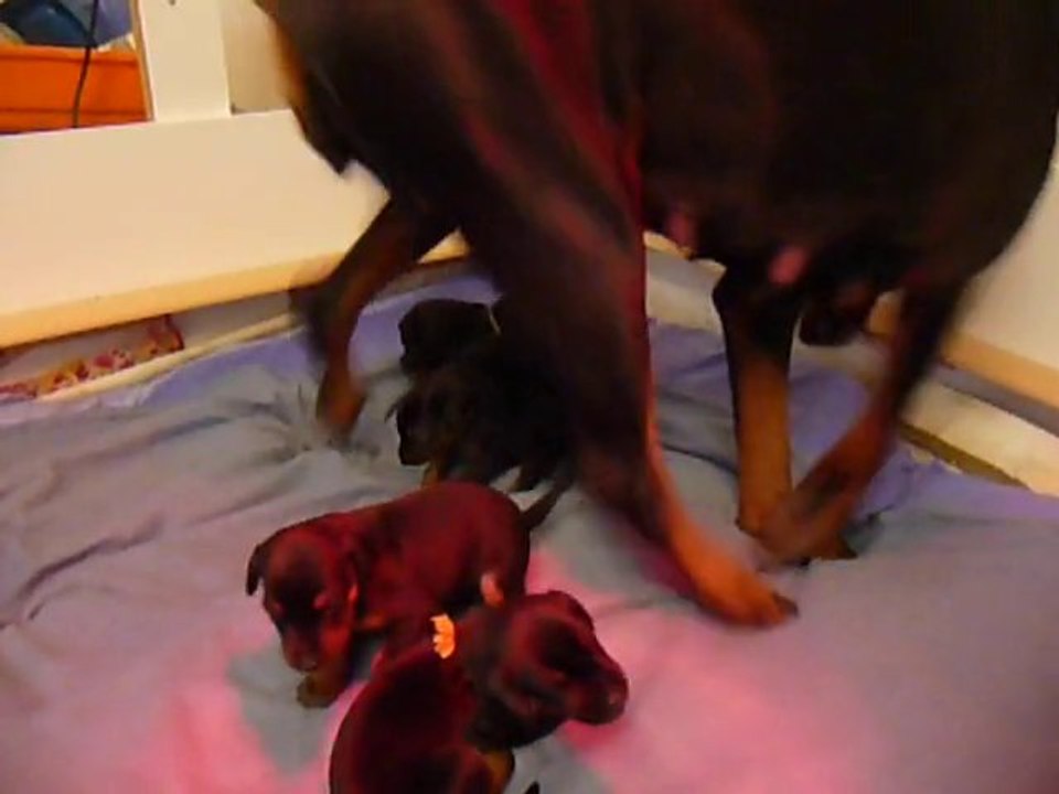 F-Litter Abyss x Zargo (22days)