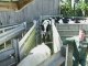 Identification électronique bovine : Applications en élevage