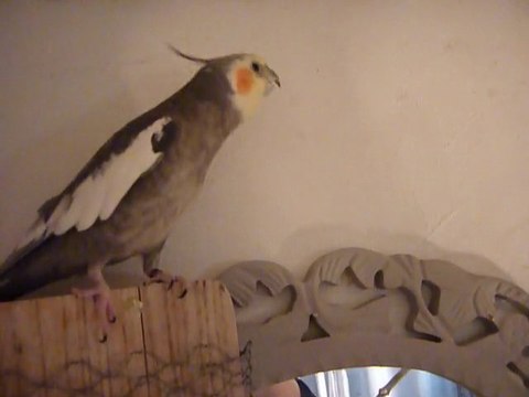 calopsitte qui chante et qui danse