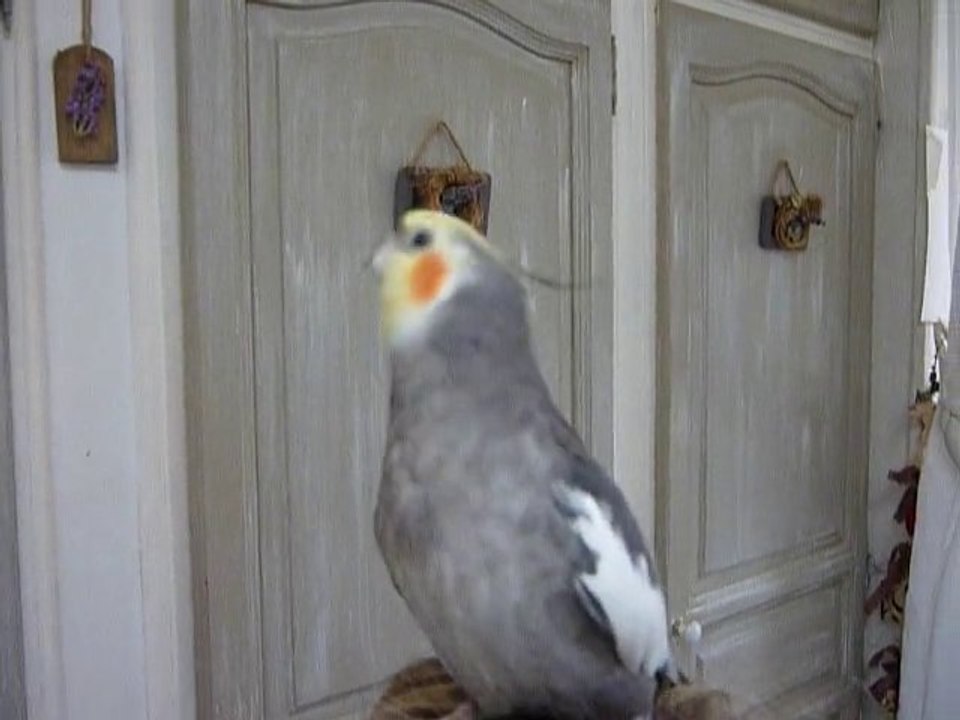 calopsitte jorj la petite poule !