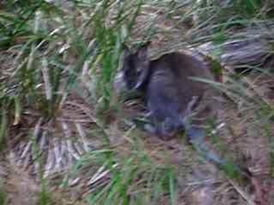 wallaby australie