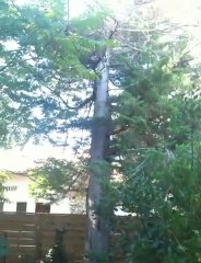 les ecureuils de mimizan