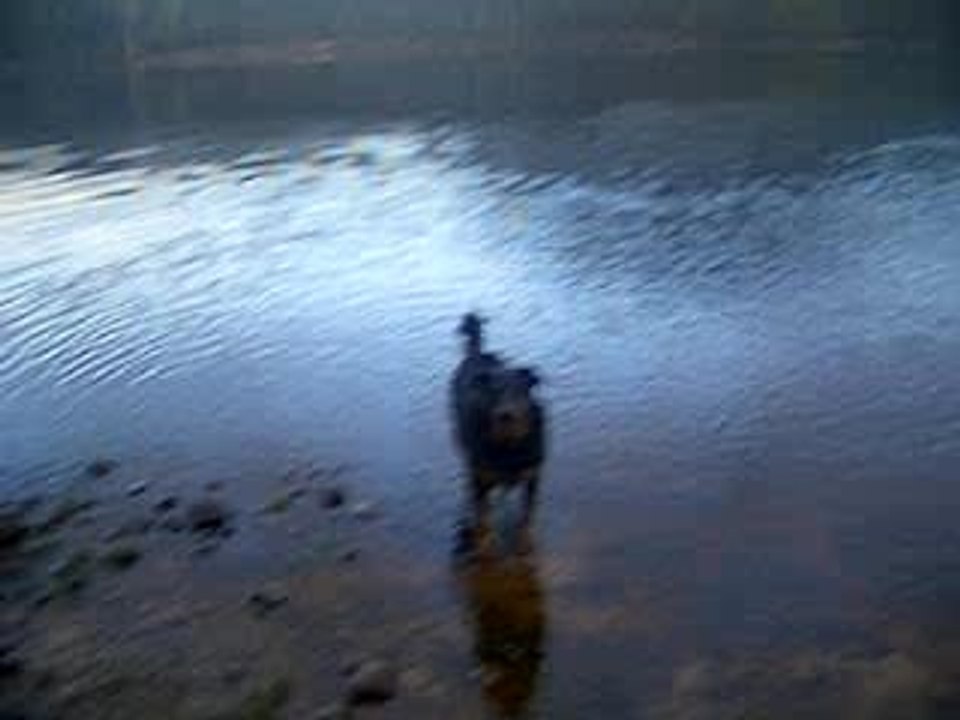 crazy dog tasmanie