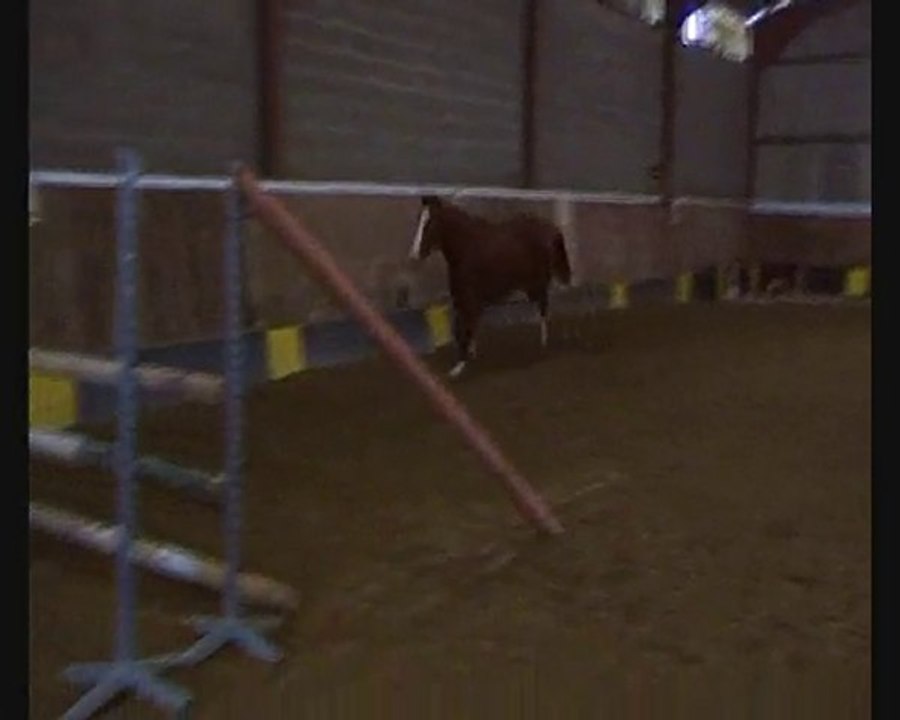 Tahomagh du Champ Gallet - jument cheval de sport irlandais