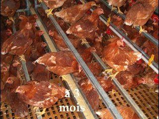 La poule pondeuse
