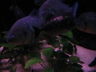 Pygocentrus Cariba and Nattereri