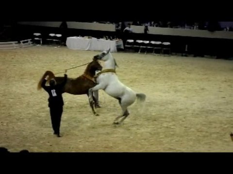 Salon du Cheval Paris - Championnats du Monde Pur Sang Arabe