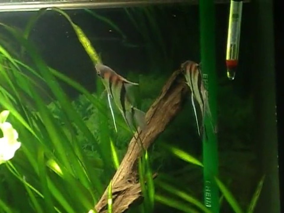 Ponte rio manacupuru