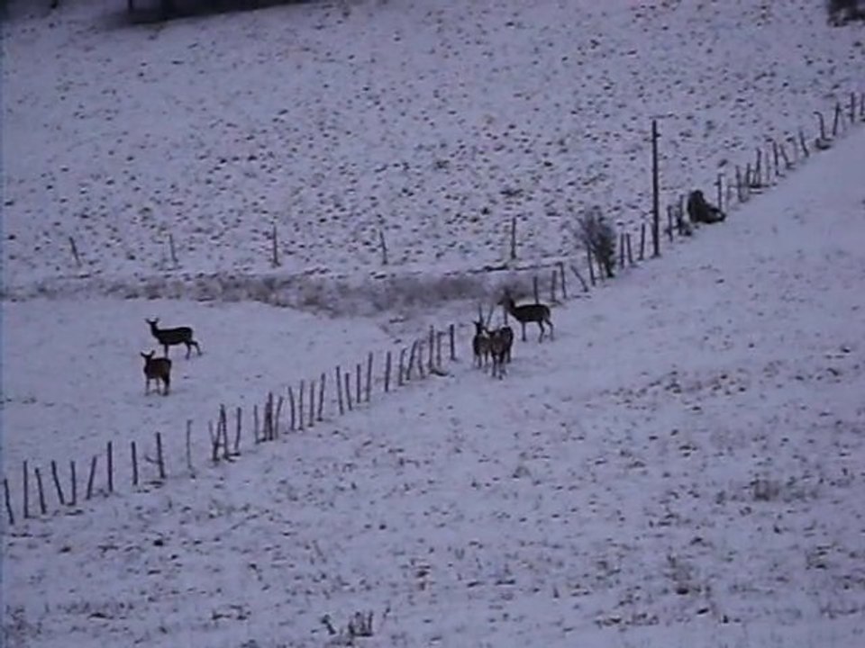 biches et cerf dans la neige