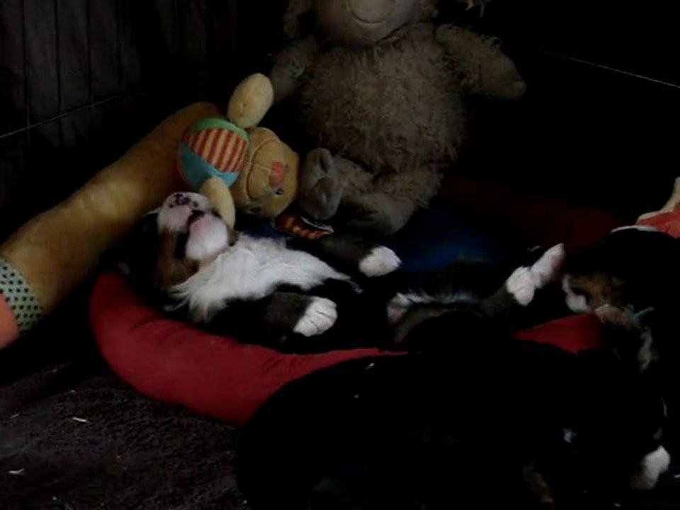 rêves de chiot bernois