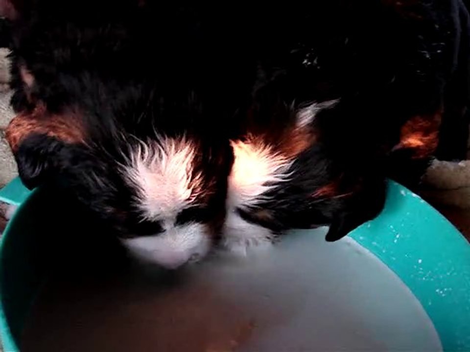 humm c'est bon le lait !