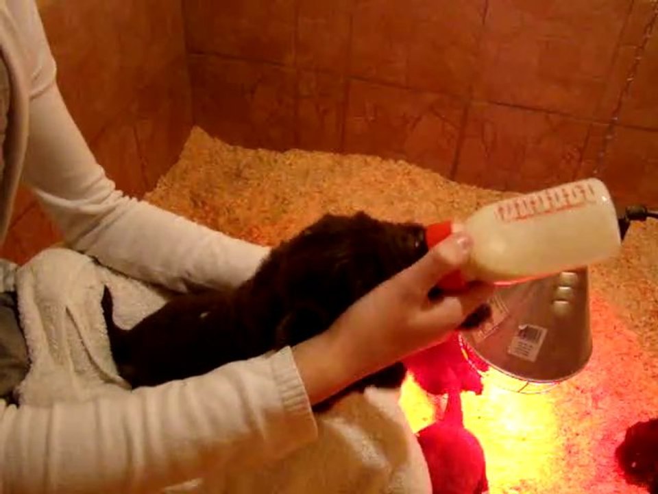 chiots BONNY terre neuve  de l'élevage de VALOYAN 15/12/2010