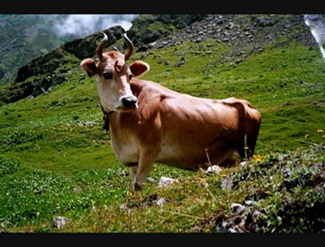 SELİM'İN YENİ ARANJESİ EŞLİĞİNDE GÜZEL BİR HEMŞİN... [HQ]