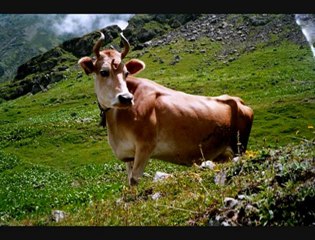 SELİM'İN YENİ ARANJESİ EŞLİĞİNDE GÜZEL BİR HEMŞİN... [HQ]