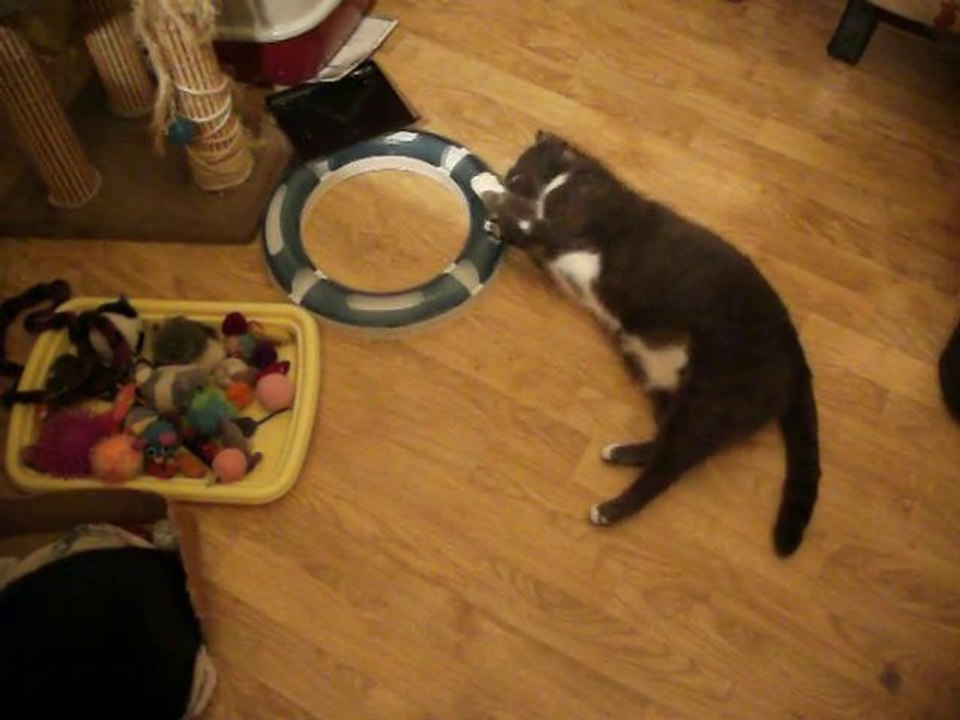 Toutgris qui joue avec le Circuit de jeu Catit Design Senses