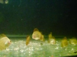 petits discus